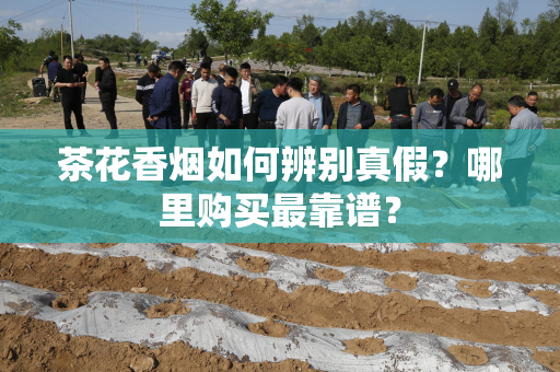 茶花香烟如何辨别真假？哪里购买最靠谱？